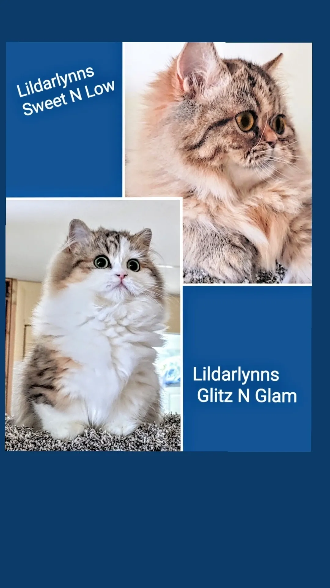 Lildarlynns Cattery